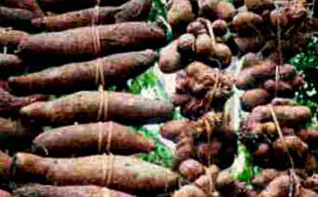 Farmers To Get 9 Million Yam Seedlings Under CBN Programme In 2019 ...