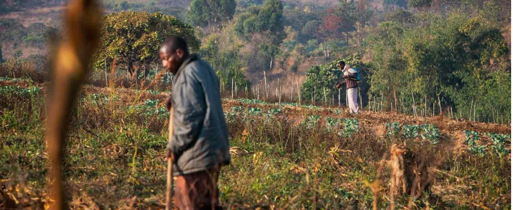 Horticulture farmers